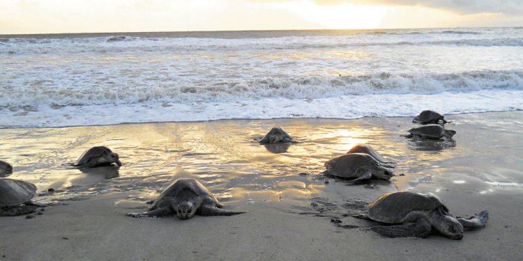 Extreme E reveals project to take care of marine species