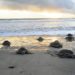 Extreme E reveals project to take care of marine species