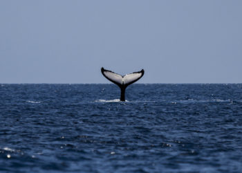 TNO: Si los buques reducen su velocidad, disminuirían las emisiones y mejoraría el ecosistema marino