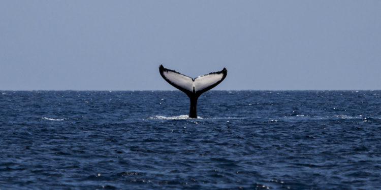 TNO: If ships slow down, it would reduce emissions and improve the marine ecosystem